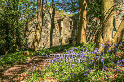 Ruins in the Bluebell Woods