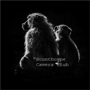 Backlit parent and young baboon