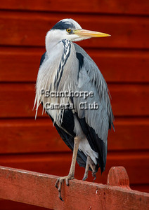 Grey heron (Isle of Mull)