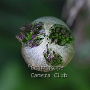 Budding alium