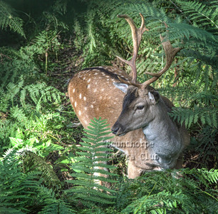 Fallow buck in deep bracken