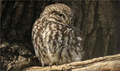 Little owl