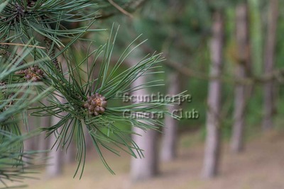 Pine flowers