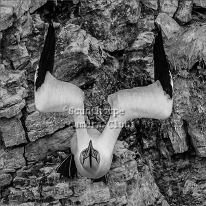 Take-off gannet at Bempton