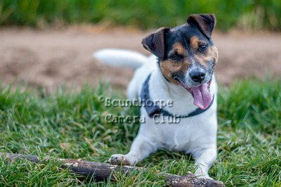 A dog with a stick is a happy dog