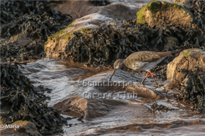 Redshank feeding on the Humber