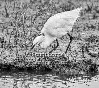 Little egret fishing