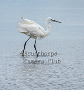 Little egret in breeding plumage