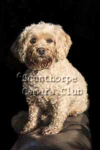 Alfie in the morning light 