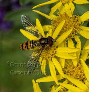 Hoverfly on ragwort 