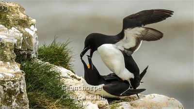 Pair of razorbills at Bempton