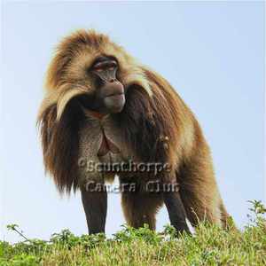 Gelada Monkey 