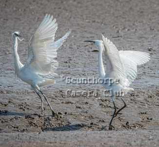 Male little egrets fighting 