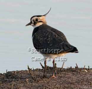 Lapwing 