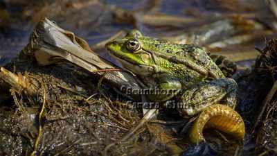Marsh frog 