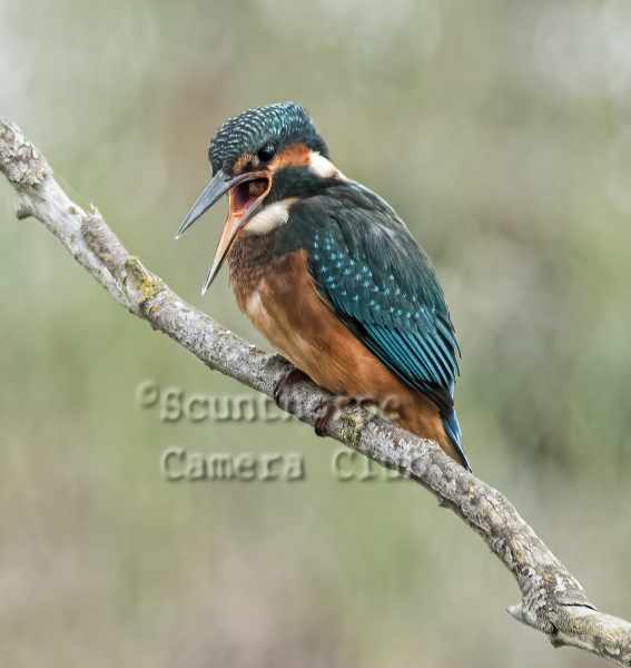 Kingfisher