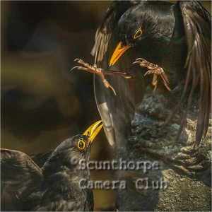 Male Blackbird Defending its Territory 