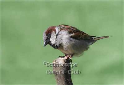 House Sparrow