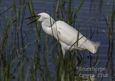 Little Egret (egretta garzetta) hunting in reeds 