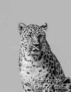 Amur Leopard 