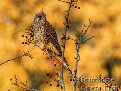 Kestrel 