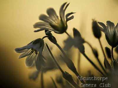 Sandwort 