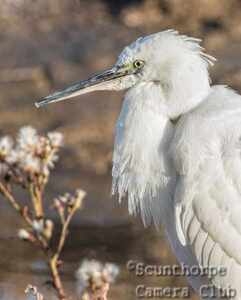 little egret, watching  