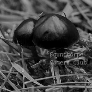 Black Mushrooms 5 600