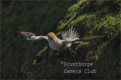 Gannet Fighting the Wind 