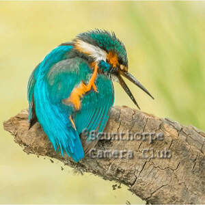 Male Kingfisher