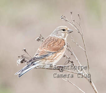 Male linnet feeding on seeds 