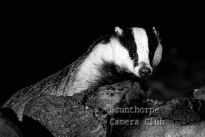 Posing badger