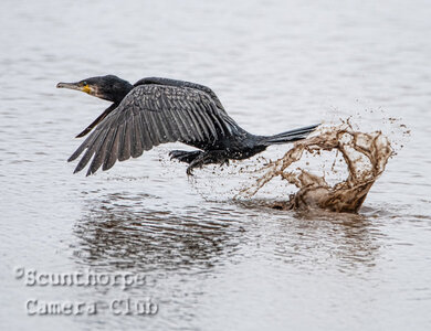 Cormorant take-off 