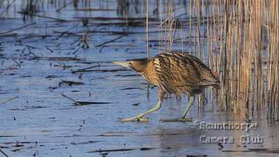 Bittern on the Ice