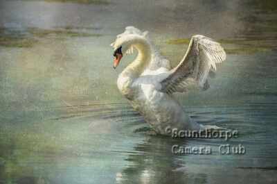 Mute Swan