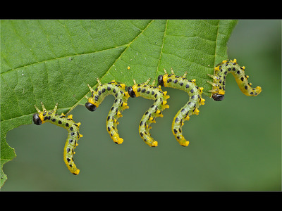 Sawfly larvae