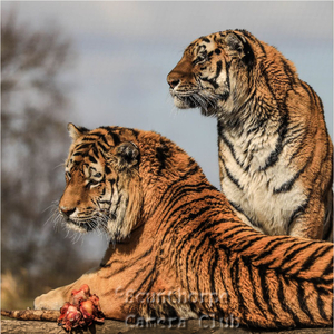 Tigers 