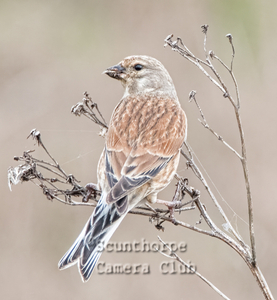 Male Linnet eating seeds