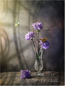  Purple Flowers
