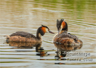 Greater Crested Grebe Family  