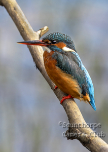 Female Kingfisher