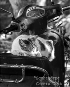 Cat Nap 