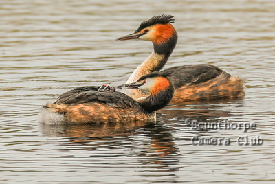 Crested Grebe  Parents feeding their Humbug a Feather