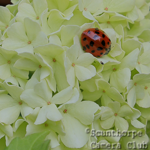 Ladybird on Snowball tree 
