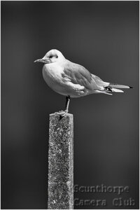 Bird on a post