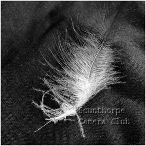 Feather Lost 