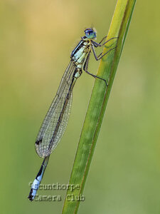 Common Blue Damselfly