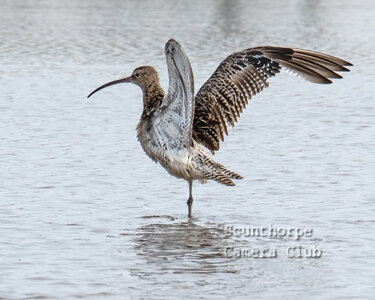 Curlew drying wings