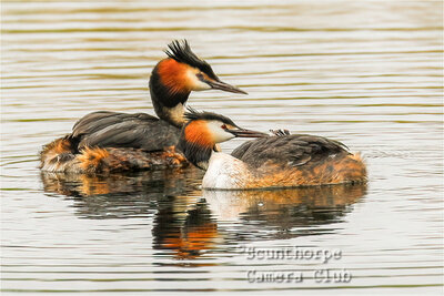 Family of Great Crested Grebes