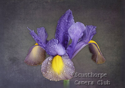 Iris